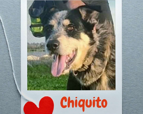 Vuoi adottare un cane a Roma?