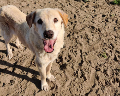 Adotta un cane, taglia media, maschio, Napoli