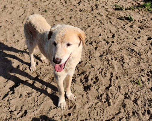 Adotta un cane, maschio, 16 anni e 3 mesi, Napoli
