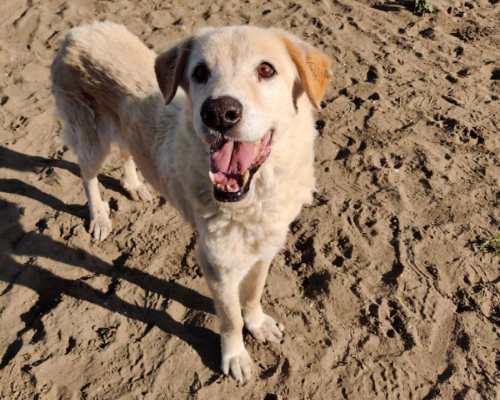 Adozione cane, maschio, meticcio, 16 anni e 3 mesi, taglia media, Napoli