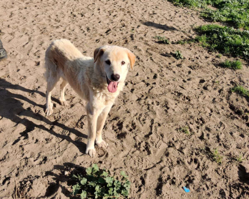 Vuoi adottare un cane a Napoli?