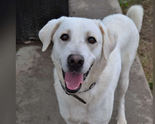 Adotta un cane, maschio, 4 anni e 5 mesi, Pavia