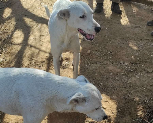 Adotta un cane, femmina, 3 anni  e 11 mesi , Roma