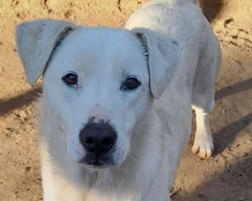 Adozione cane, femmina, meticcio, 3 anni  e 11 mesi , taglia grande, Roma