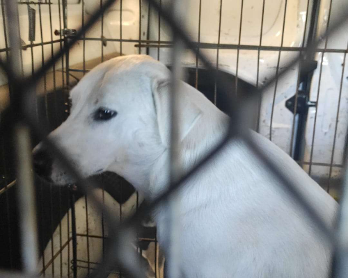Adotta un cane, taglia grande, femmina, Roma