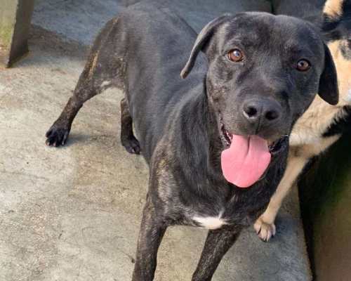 Adotta un cane, maschio, 6 anni  e 11 mesi , Potenza