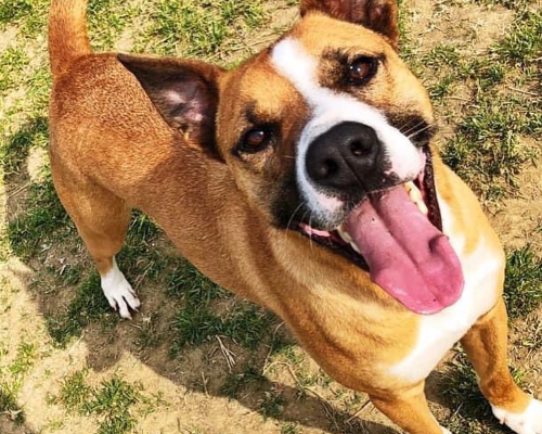 Vuoi adottare un cane a Roma?