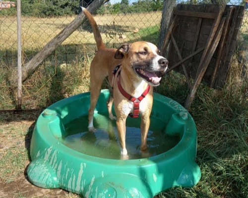Adozione cane, maschio, meticcio, 7 anni e 7 mesi, taglia media, Roma