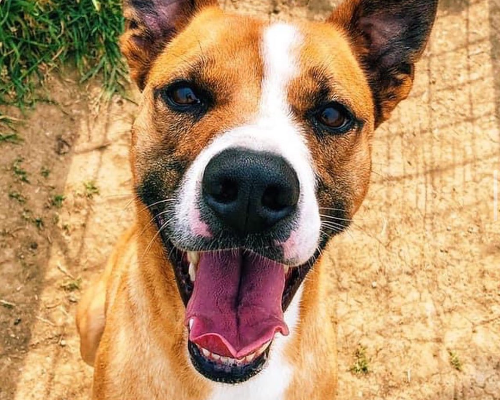 Adotta il cane Borbotto a Roma