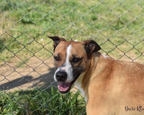 Adotta un cane, taglia media, maschio, Roma