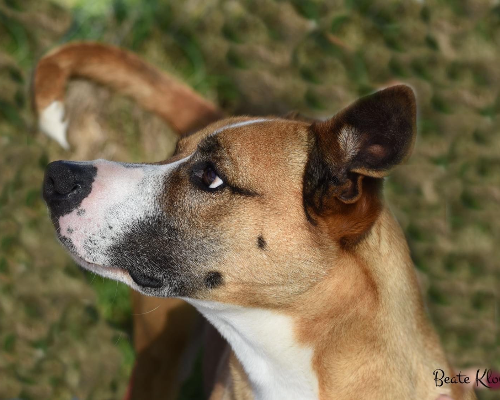 Adotta un cane, maschio, 7 anni e 7 mesi, Roma