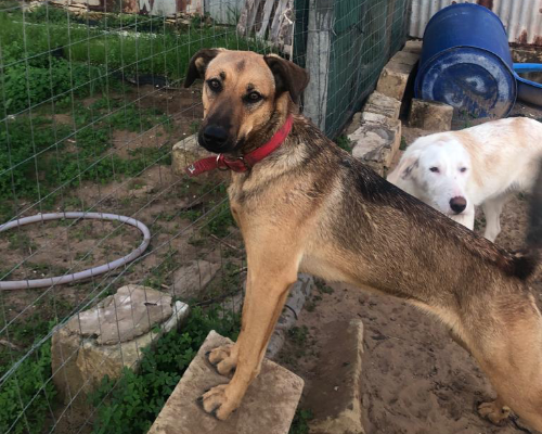 Adotta un cane, taglia media, femmina, Siracusa