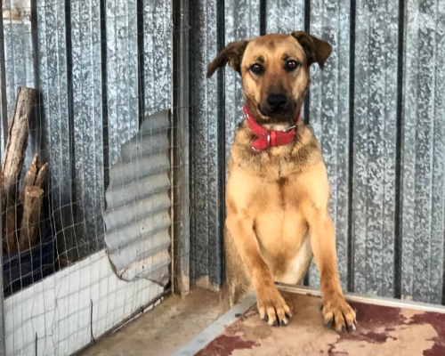 Adozione cane, femmina, meticcio, 5 anni e 3 mesi, taglia media, Siracusa