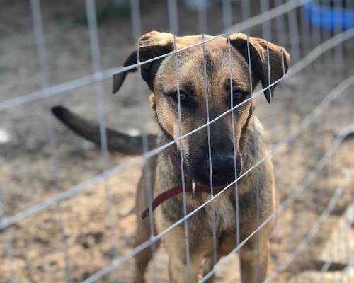 Adotta un cane, femmina, 5 anni e 3 mesi, Siracusa