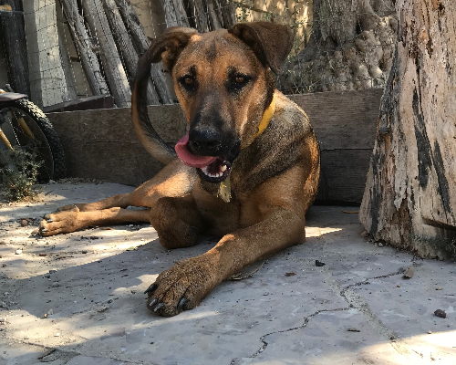 Vuoi adottare un cane a Siracusa?