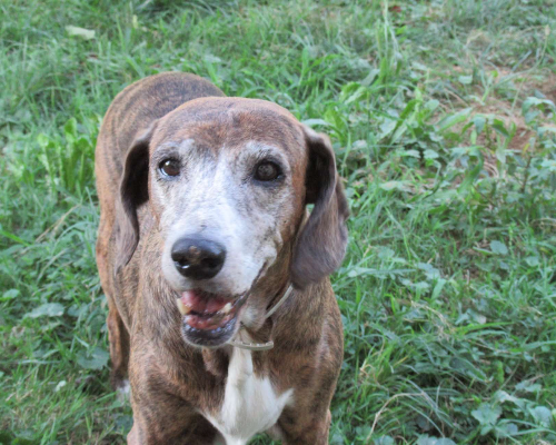 Adozione cane, femmina, Segugio, 20 anni e 8 mesi, taglia media, Vicenza