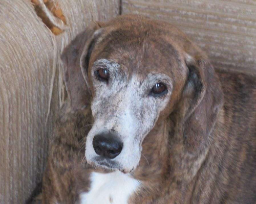 Adotta un cane, femmina, 20 anni e 8 mesi, Vicenza