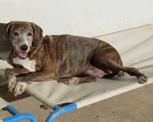Adotta un cane, taglia media, femmina, Vicenza
