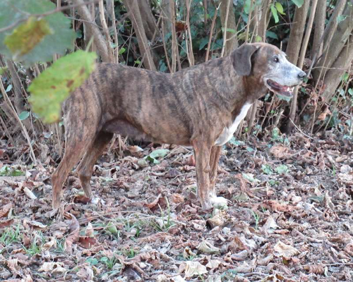 Vuoi adottare un cane a Vicenza?