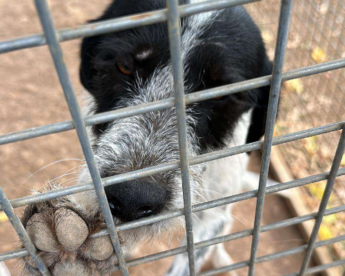 Adotta un cane, maschio, 3 anni  e 2 mesi , Latina
