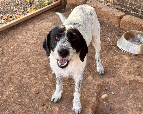 Vuoi adottare un cane a Latina?