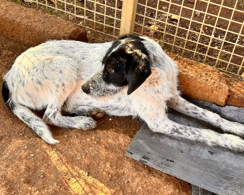 Adotta il cane Spinetto a Latina