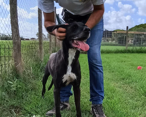 Adotta il cane NESTORE a Latina