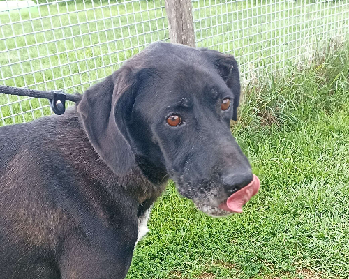 Adozione cane, maschio, meticcio, 8 anni e 9 mesi, taglia media, Latina