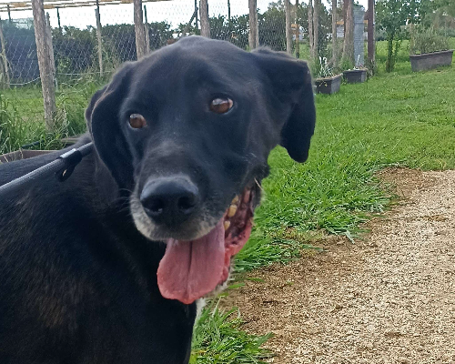 Vuoi adottare un cane a Latina?