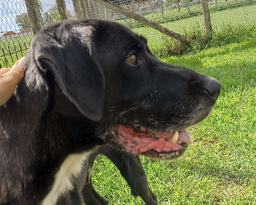 Adotta un cane, taglia media, maschio, Latina