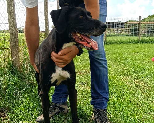 Adotta un cane, maschio, 8 anni e 9 mesi, Latina