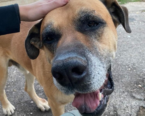 Adotta un cane, taglia gigante, maschio, Bari