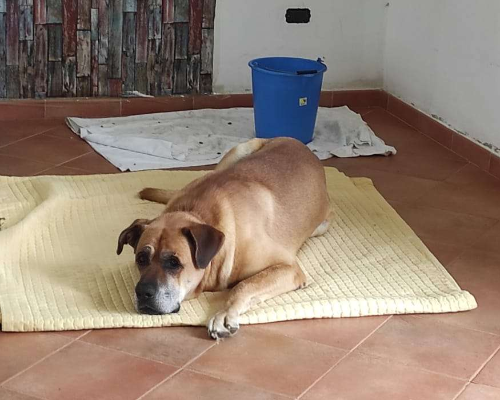 Adotta un cane, maschio, 12 anni  e 5 mesi , Bari