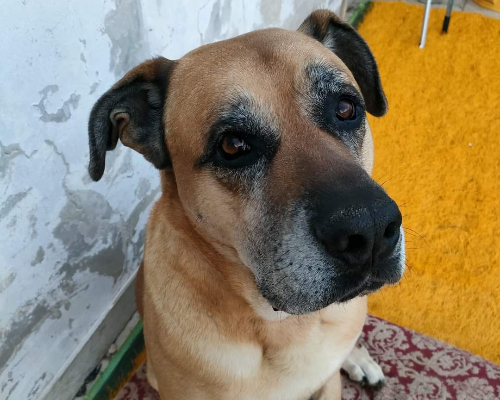 Foto dell'animale