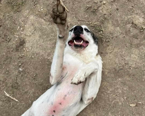 Vuoi adottare un cane a Roma?