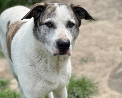 Adotta un cane, taglia grande, maschio, Roma