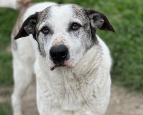 Adotta un cane, maschio, 6 anni  e 4 mesi , Roma