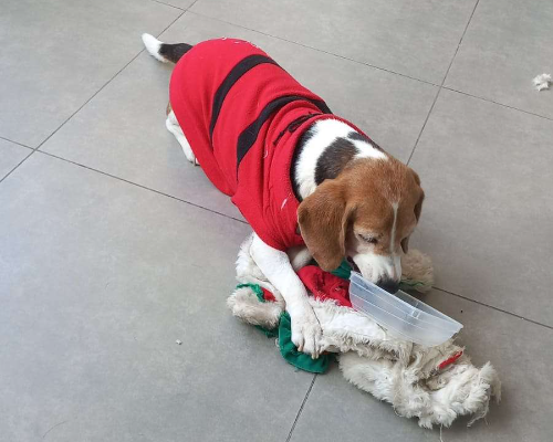 Vuoi adottare un cane a Milano?