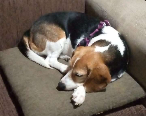 Adozione cane, femmina, Beagle , 10 anni e 3 mesi, taglia media contenuta, Milano