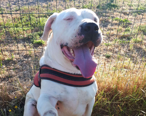 Adotta un cane, femmina, 11 anni e 5 mesi, Napoli