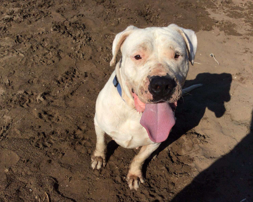 Adotta un cane, taglia gigante, femmina, Napoli