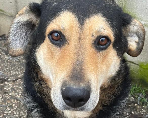 Adotta un cane, maschio, 8 anni  e 8 mesi , Cremona