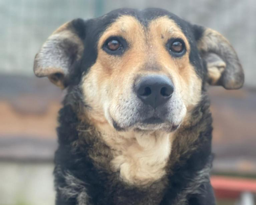 Vuoi adottare un cane a Cremona?