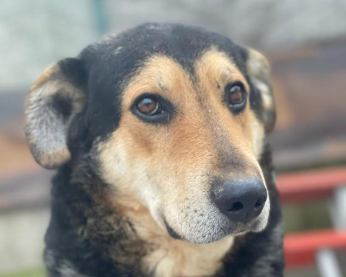 Adotta il cane Sonny a Cremona