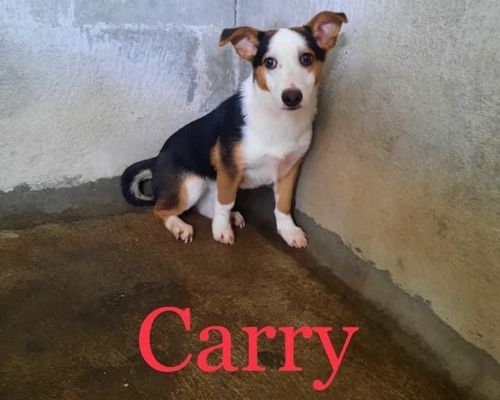 Adotta un cane, femmina, 4 anni , Roma