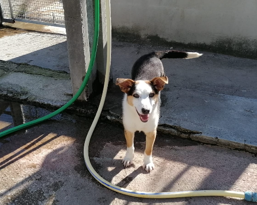 Foto dell'animale