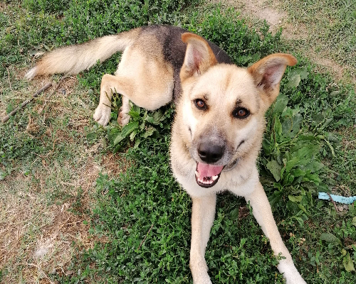 Adotta un cane, maschio, 5 anni  e 7 mesi , Pavia