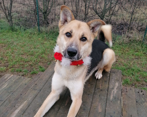 Vuoi adottare un cane a Pavia?
