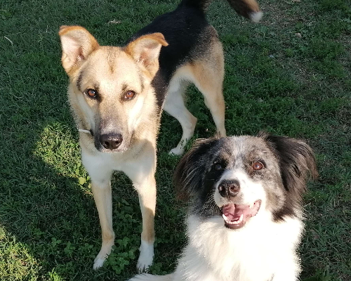Adotta un cane, taglia media, maschio, Pavia