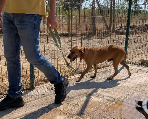 Vuoi adottare un cane a Viterbo?
